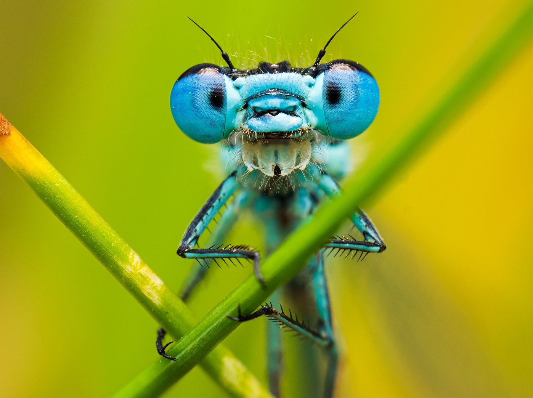 An azure damselfly resting on a blade of grass, close up
