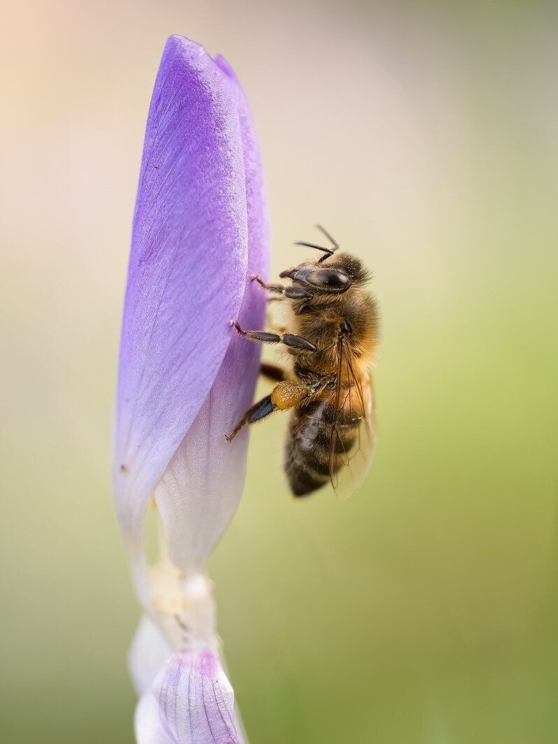 A honeybee climbing the side of a purple crocus against a soft green background