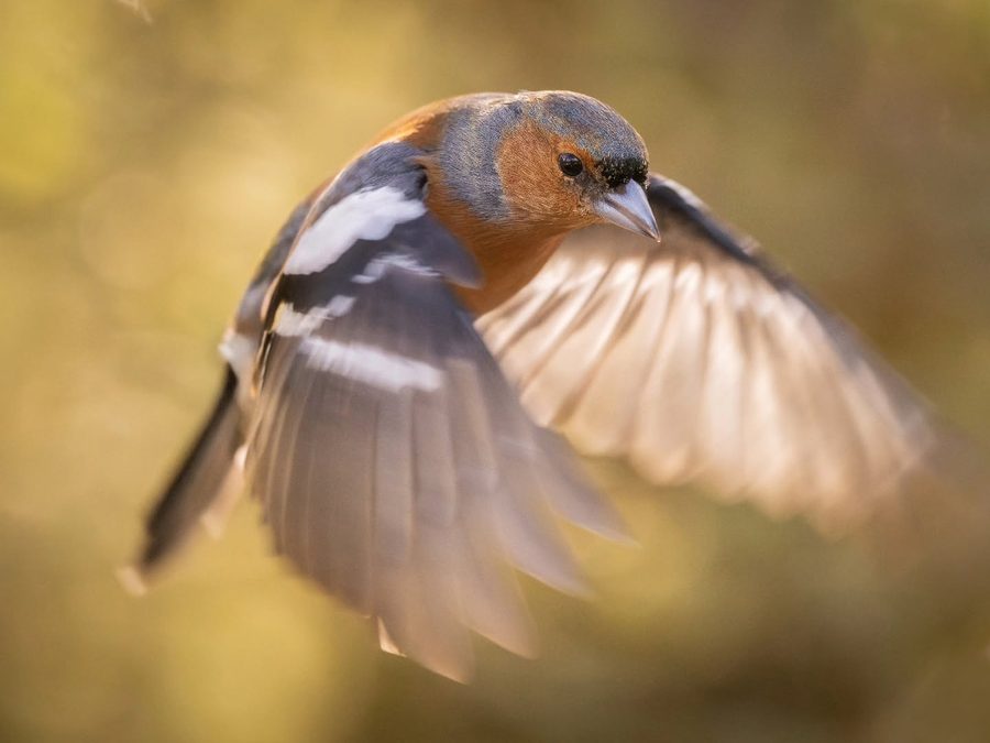 Chaffinch in flight with soft, blurred wing tips
