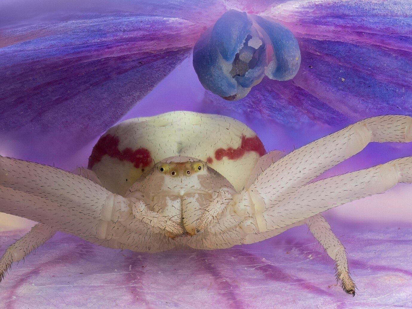 An 8mm white flower crab spider nestled in a purple flower, sharp throughout