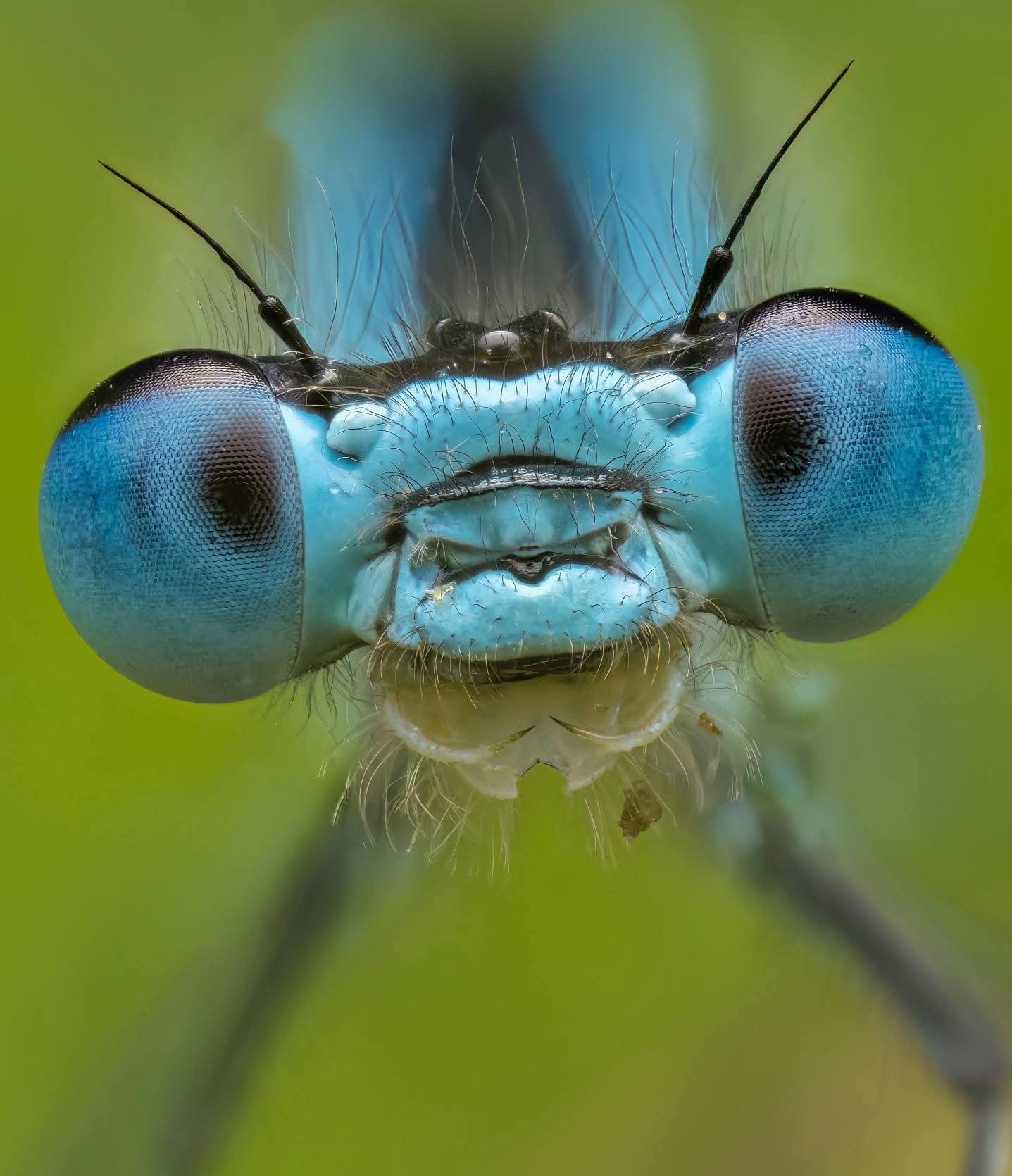 A blue damselfly face on, its big round eyes and mouth looking like a smile