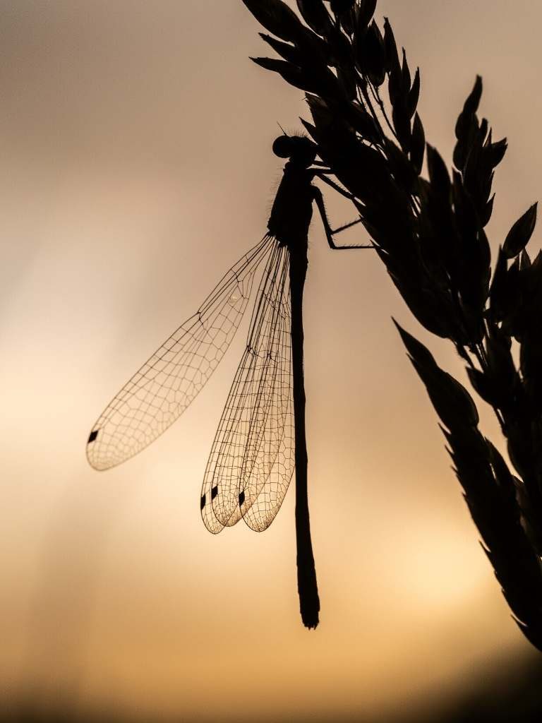 A damselfly in silhouette on a grass stem against a peach sunset sky