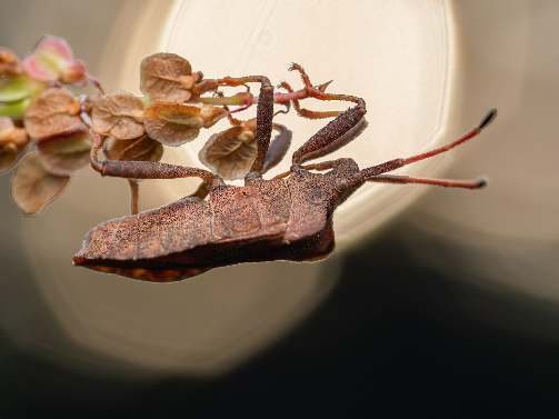 An adult dock bug clinging to dried dock seeds
