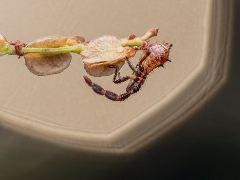 Hexagonal background highlight behind a dock bug nymph