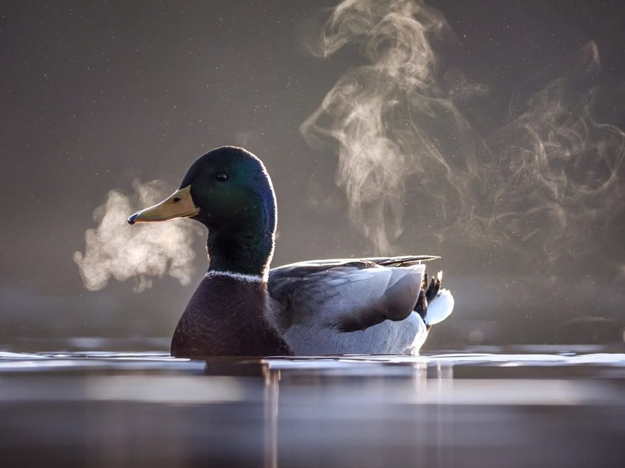 A mallard drake on still water, backlit by low sun, its breath showing as steam