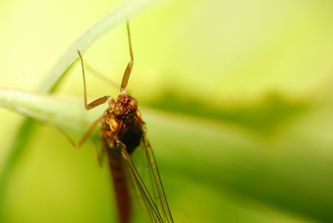 An early macro photo of a small fly on a grass stem