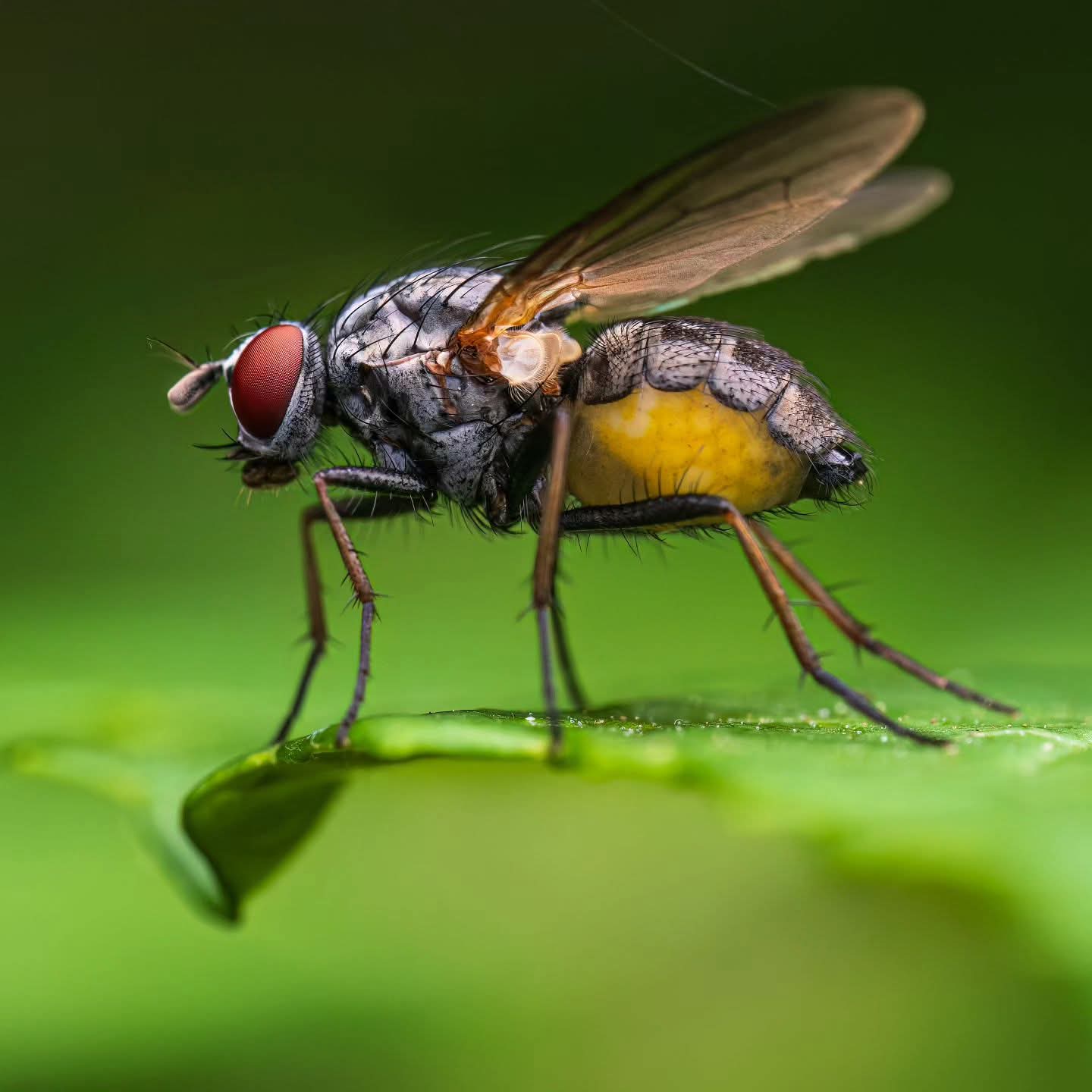 A fly with red eyes and a yellow abdomen on a leaf edge, wings lifting