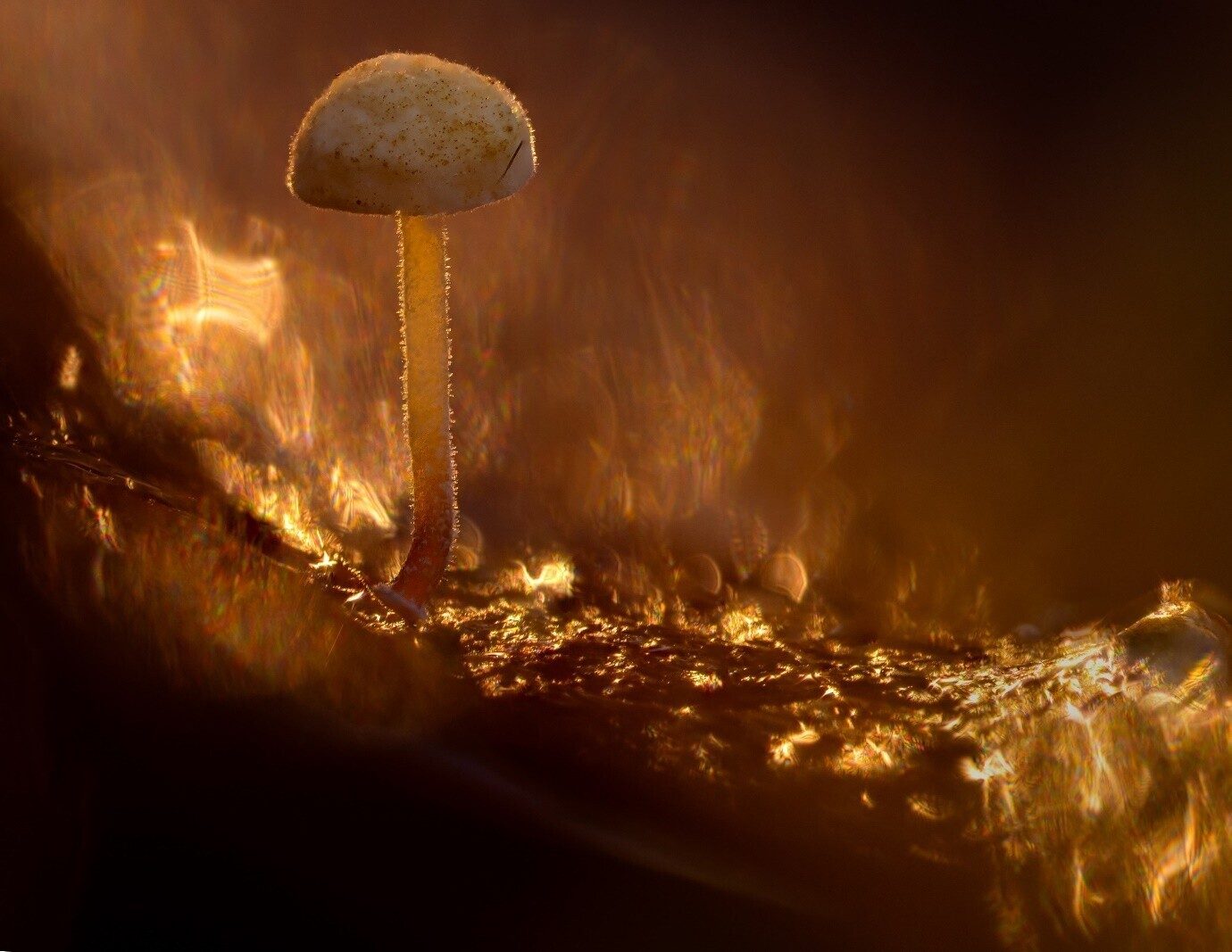 A tiny mushroom backlit at golden hour with glowing leaf litter