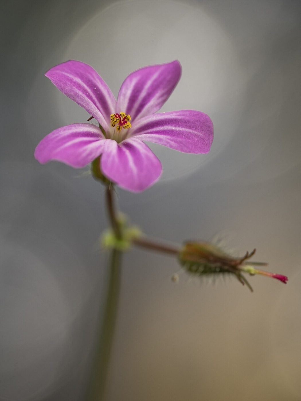 A pink Herb Robert flower with a soft circular highlight behind it