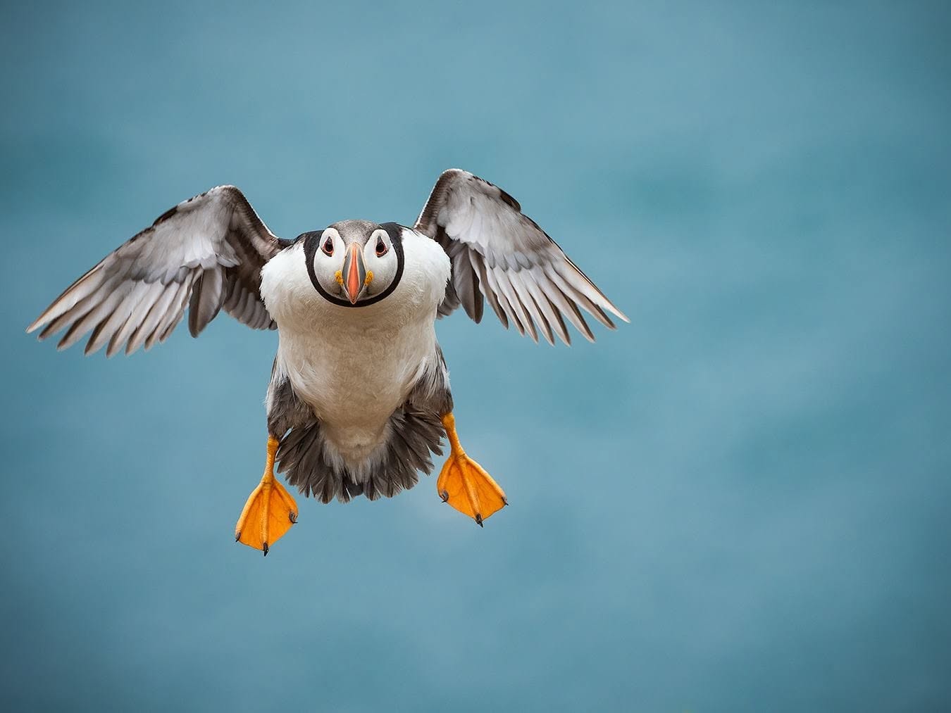 Puffin braking in flight, every feather sharp