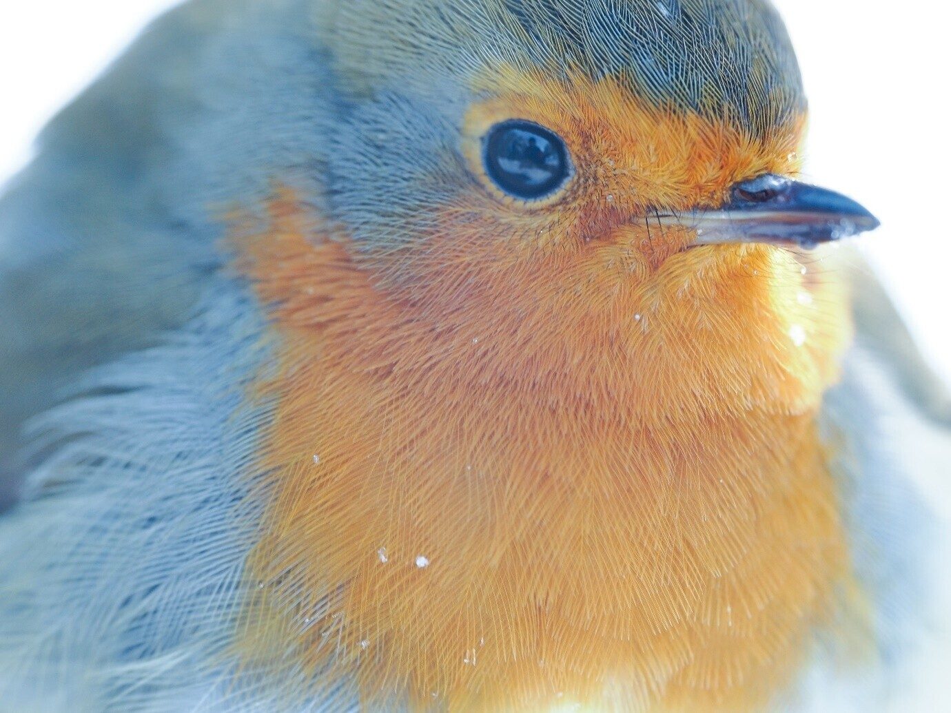 Robin, a single frame: only a thin slice of feathers is sharp