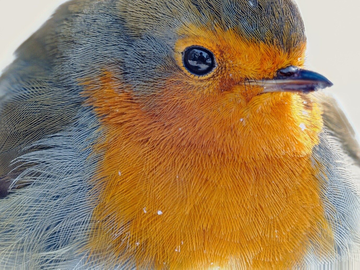 Robin, 8 frames stacked: sharp feathers from the eye to the chest