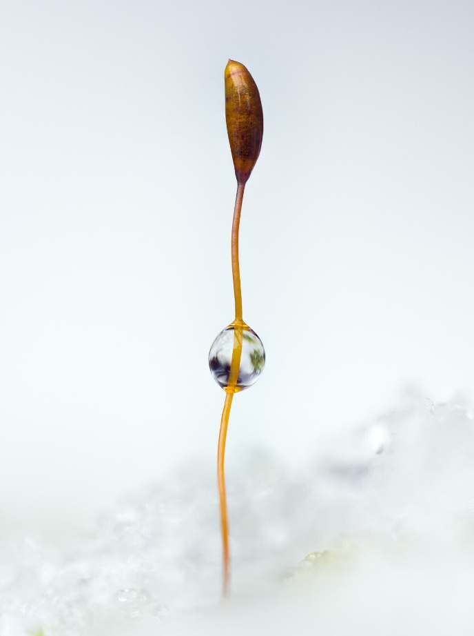 A single moss sporophyte with a water droplet, standing tall against snow