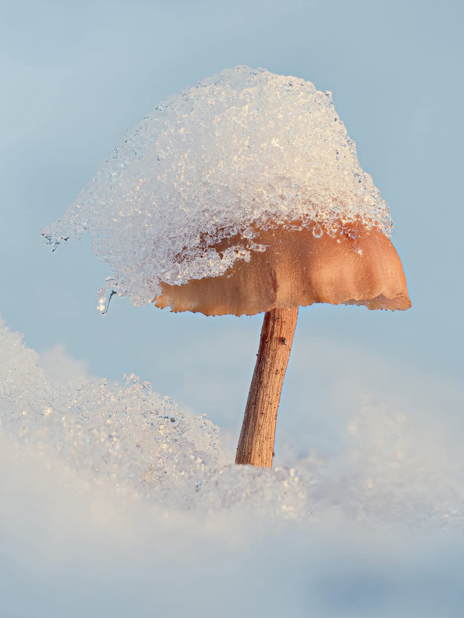 A small orange mushroom wearing a cap of snow, against a soft blue sky
