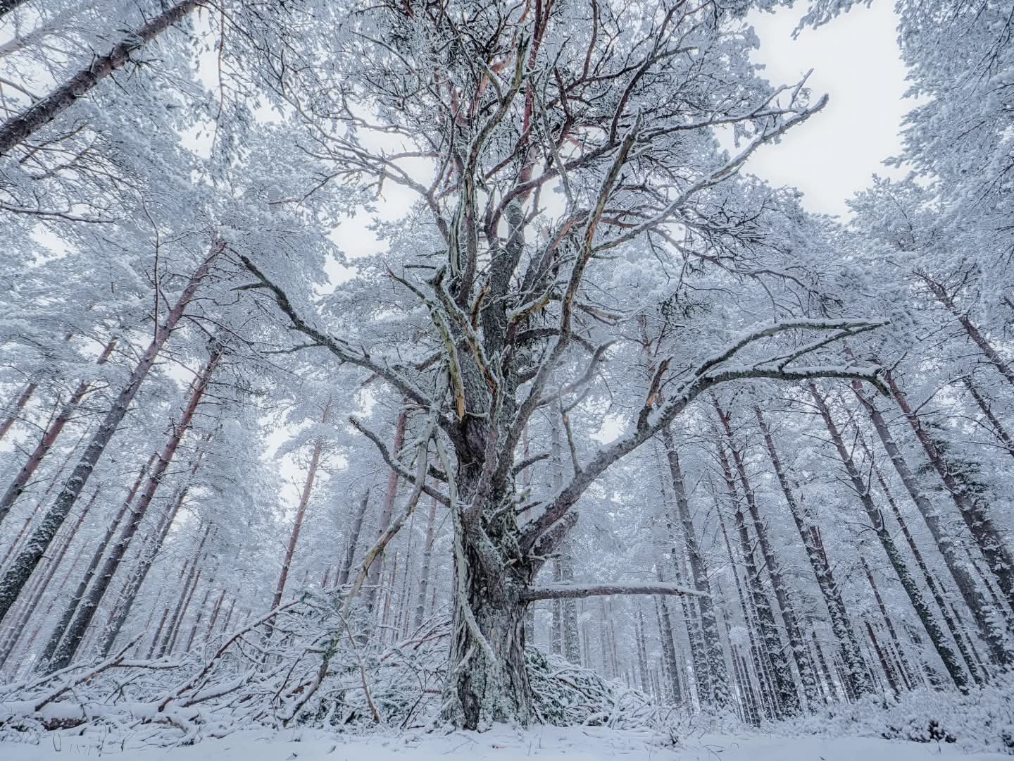 An old pine tree covered in snow, in a snowy forest, seen from the ground looking up