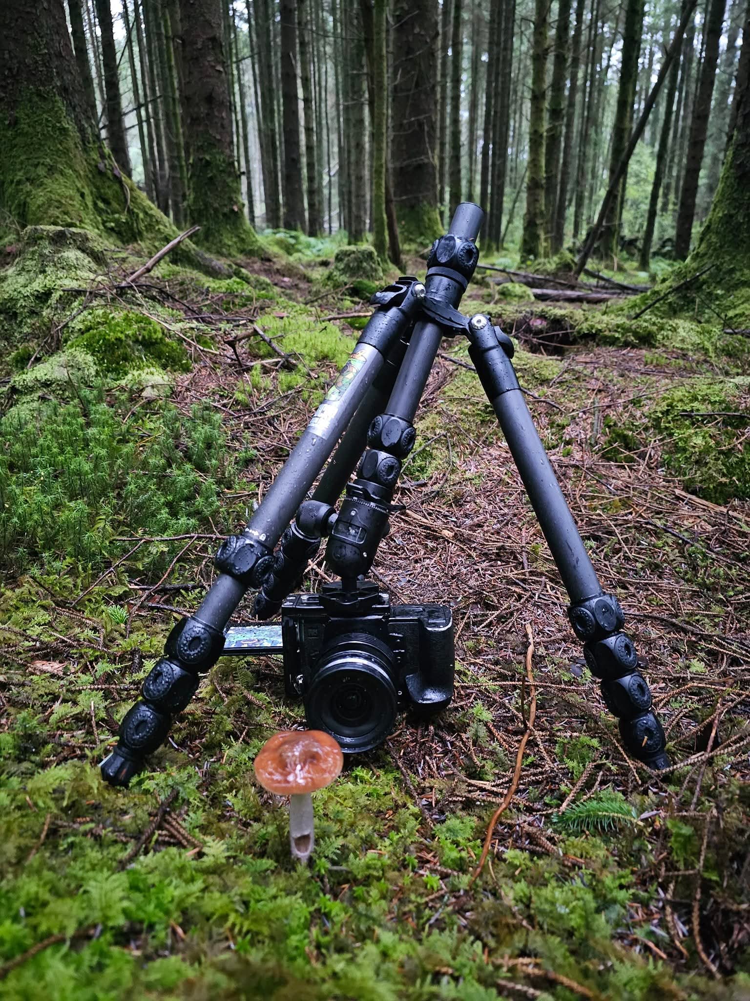 A tripod in a mossy forest with the camera hanging upside down beneath it, lens just behind a small mushroom