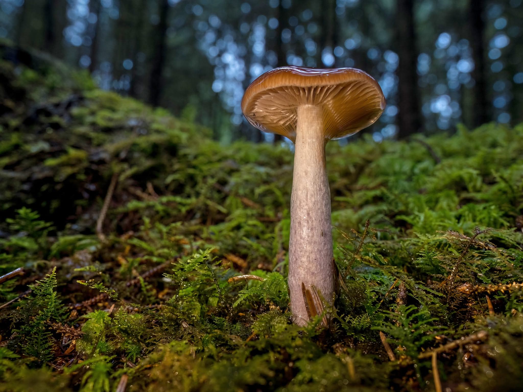 A brown mushroom seen from ground level in moss, with the forest and soft background highlights behind it